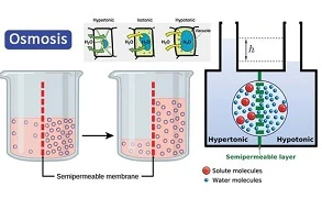 Examples of Osmosis