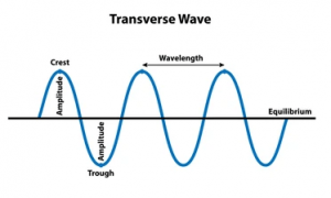In a transverse wave the disturbance propagates perpendicular to the direction in which the particles oscillate.