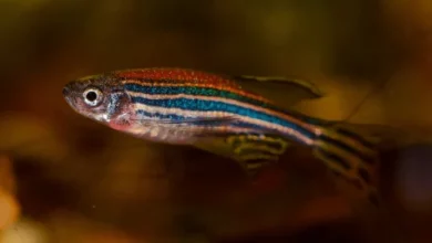 Zebrafish as a Model for Research