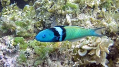 Discover how the sex change occurs in fish