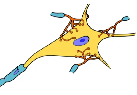 Schwann cells can secrete myelin for multiple axons discovered
