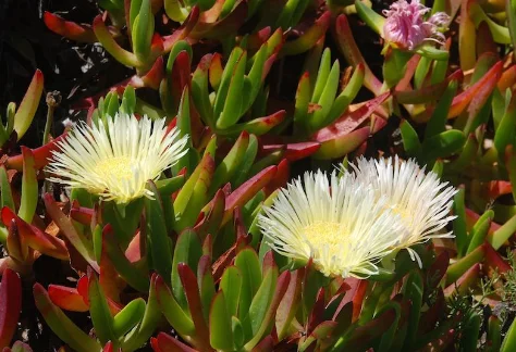Both species are very similar, the color of their flowers being the feature that distinguishes them: in Carpobrotus edulis the petals are yellow ...