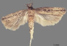the Guatemalan potato moth