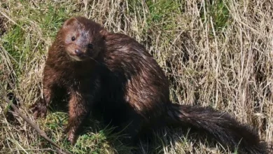 the American mink