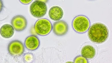 Algae that break down cellulose for energy
