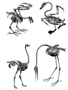 The relationship between birds and dinosaurs
