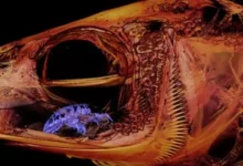 The isopod that eats the tongue of fish