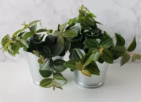 Indoor plants do not improve air quality