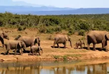 The extinction of elephants