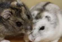 behavior of the Siberian hamster