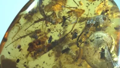 rarity trapped in Cretaceous amber