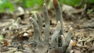 The fingers of death that you could find in the field