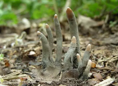 The fingers of death that you could find in the field