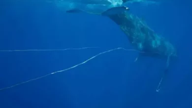 Rescue of a humpback