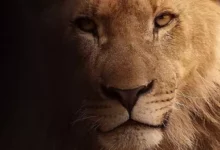 Lions: 10 facts that will surprise you