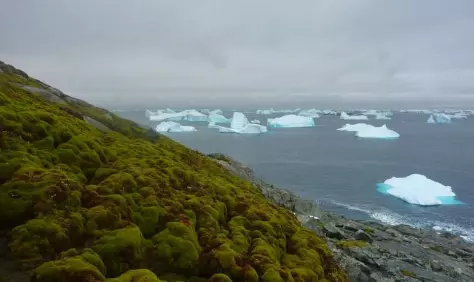 Antarctica increasingly green