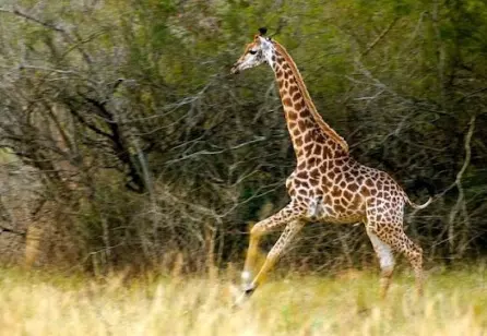 curiosities of the giraffe