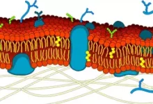 The cell membrane