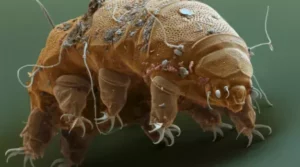 How do tardigrades survive radiation