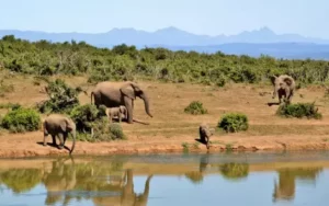 The extinction of elephants 