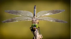 Insects: general characteristics and classification 