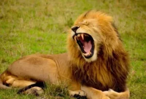 Lions: 10 facts that will surprise you 