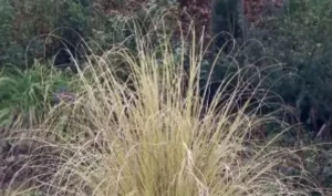 Pampas Grass - Hybrid
