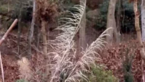 Pampas grass - Inflorescence or feather duster